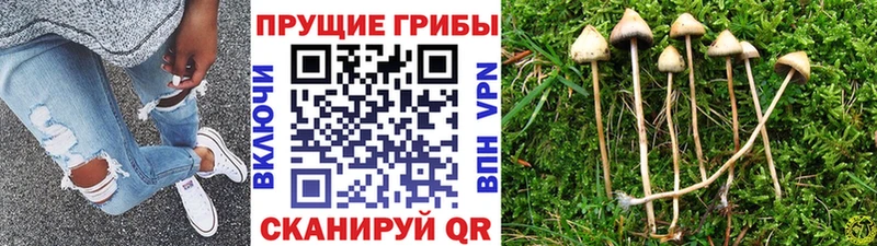 Псилоцибиновые грибы GOLDEN TEACHER  Купить  Нестеровская 